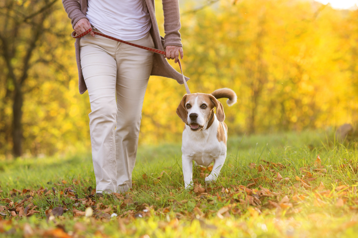 Dog friendly walking routes Ipswich