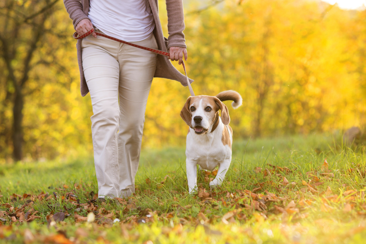 Dog friendly walking routes Ipswich.